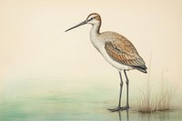 Avocet drawing animal sketch.