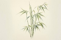 Bamboo tree sketch plant freshness.