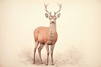 Deer wildlife drawing animal.