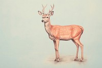 Deer wildlife drawing animal.