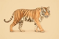 Tiger wildlife drawing animal.