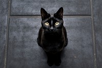 Black cat looking up at camera animal pet mammal.