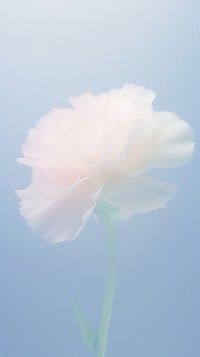 Blurred gradient white Carnation carnation blossom flower.