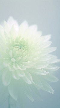 Blurred gradient white Chrysanthemum backgrounds flower petal.