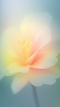 Blurred gradient Yellow flower backgrounds yellow petal.