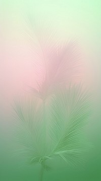 Blurred gradient Palm tree green backgrounds outdoors.