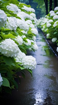 Japanese hydrangea by foot path in raining outdoors nature flower.