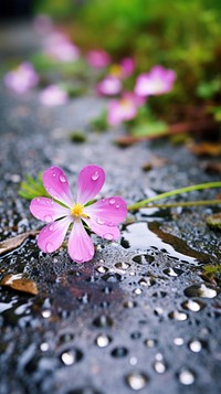 Japanese small wildflower by foot path in raining outdoors blossom nature.
