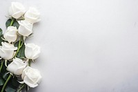 White roses frame border flower petal plant.