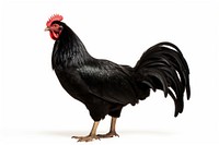 Black maran chicken poultry animal bird.