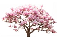Magnolia tree outdoors blossom flower.