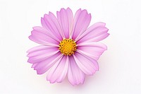 Mexican aster blossom flower petal.