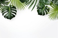 Monstera delicosa leaves border backgrounds outdoors nature.