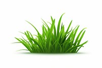 Grass green plant leaf.