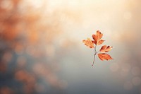 Autumn leaf bokeh effect background backgrounds plant tree.
