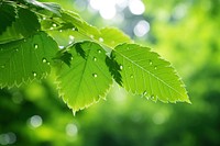 Green leaf of a summer nature sunlight outdoors.