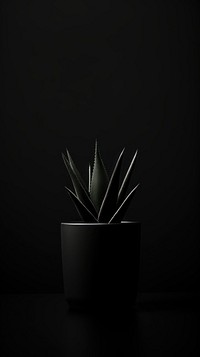 Plant plant black monochrome.