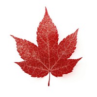 Red leaf icon maple plant tree.