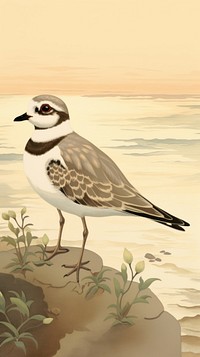 Plover outdoors sparrow animal.