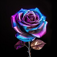 Rose flower violet plant.