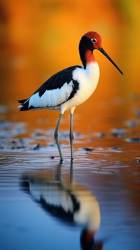 Avocet nature outdoors animal.