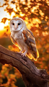 Barn owl animal nature bird.