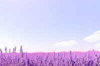 Lavender Flowers flower backgrounds landscape.