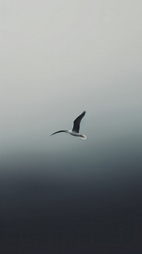 Albatross animal flying bird.