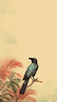 Magpie animal bird blackbird.