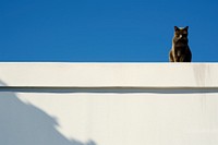 Cat over blue wall architecture mammal animal.