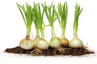Onion vegetable plant food.