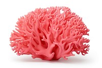 Pink decorative coral pink white background invertebrate.