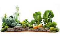 Vegetable garden plant herbs food.