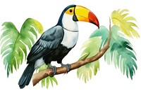 Watercolor illustration of tucan toucan animal bird.