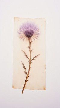 Real pressed thistle flower plant paper inflorescence.