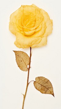 Real pressed yellow rose flower petal plant.
