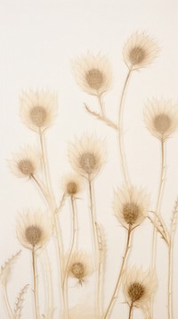 Real pressed thistle flower backgrounds pattern drawing.