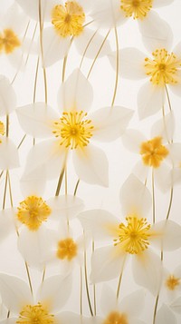 Real pressed narcissus flowers backgrounds wallpaper pattern.