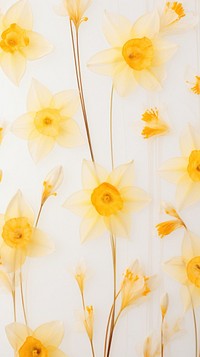 Real pressed narcissus flowers backgrounds daffodil pattern.
