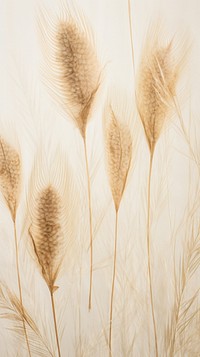 Real pressed pampas backgrounds plant wheat.