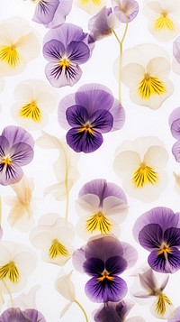 Real pressed pansy flowers backgrounds petal plant.