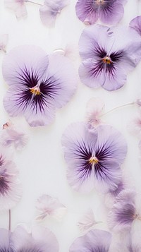 Real pressed pansy flowers backgrounds blossom purple.