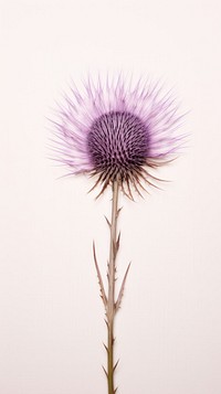 Real pressed thistle flower plant inflorescence fragility.