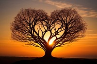 Heart-shaped tree silhouette formed nature outdoors sunset.