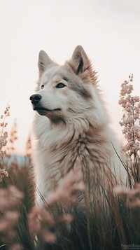 Aesthetic dog mammal animal wolf.