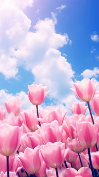 Field of pink tulip sky outdoors blossom.