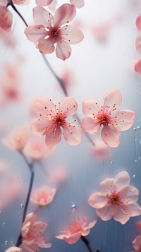 Blossom flower petal cherry.