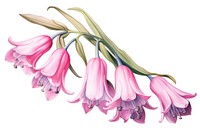 Pink Spanish Bluebell gladiolus blossom flower.