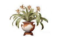 Staghorn fern in a pot flower plant white background.