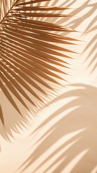 Palm leaf shadow outdoors nature plant.